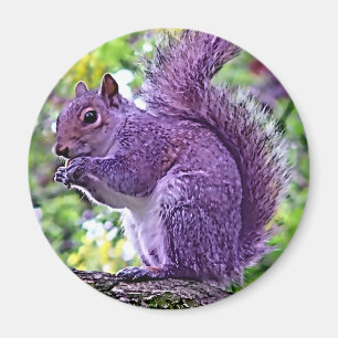 Purple Squirrel Magnet