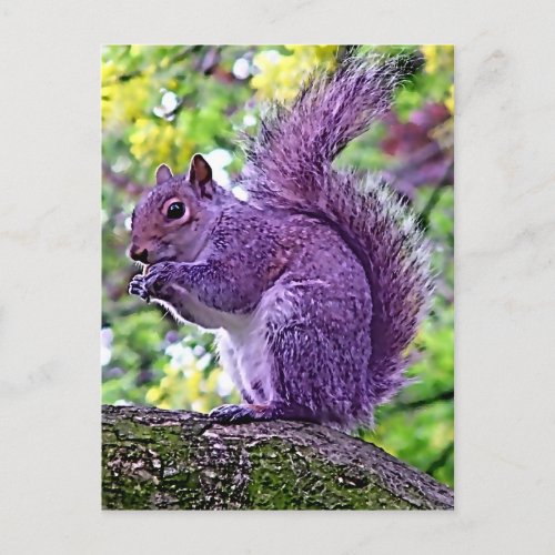 Purple Squirrel Postcard