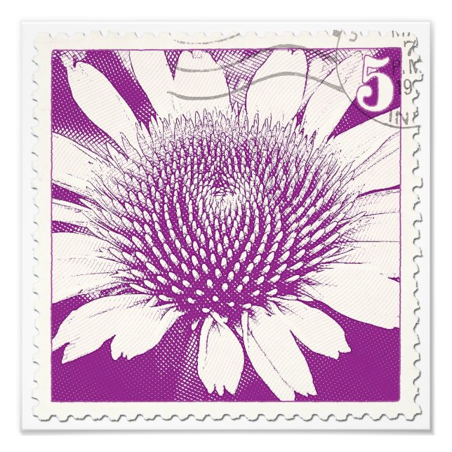 Purple Stamp Coneflower Photo Print (Front)