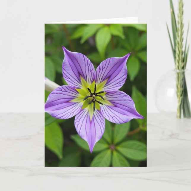 Purple Star Flower Mothers Day Card (Front)