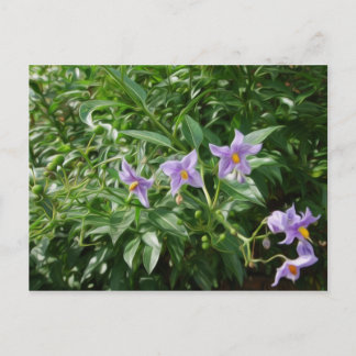 Purple star flowers postcard