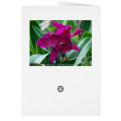 Purple Striped Phalaenopsis Orchid Card (Back)
