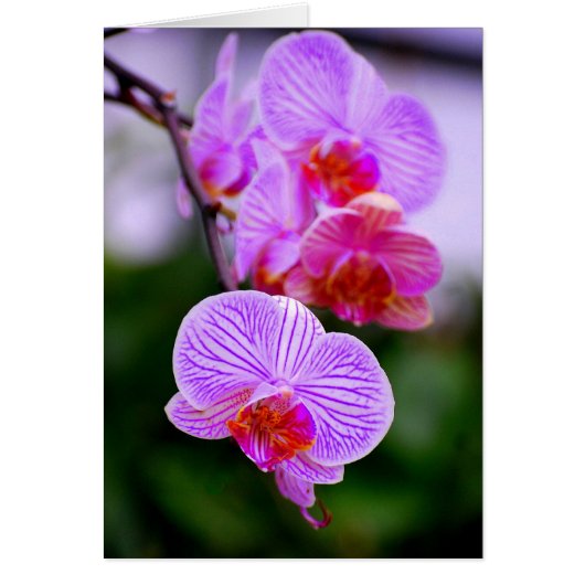 Purple Striped Phalaenopsis Orchid Card (Front)