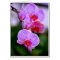 Purple Striped Phalaenopsis Orchid Card