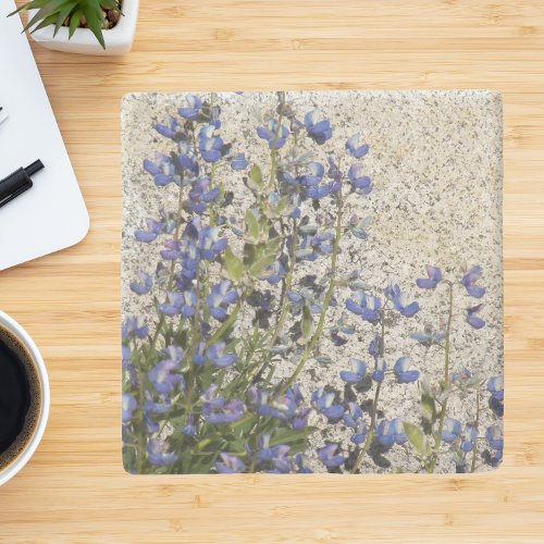 Purple Subalpine Lupine Floral Stone Coaster