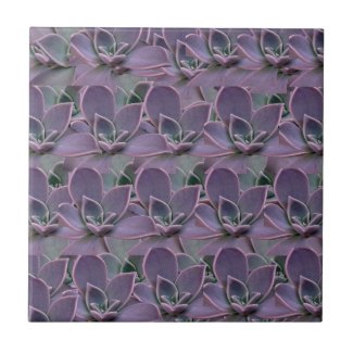 Purple Succulent
