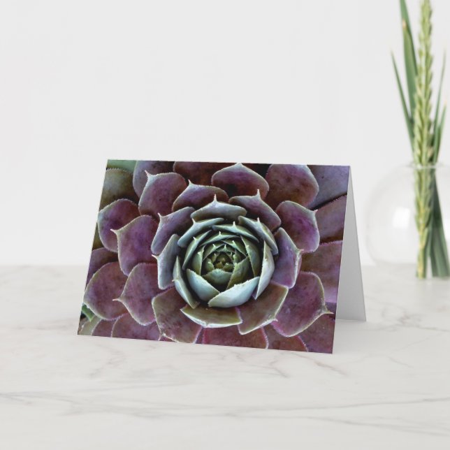 Purple Succulent Close-Up Card (Front)