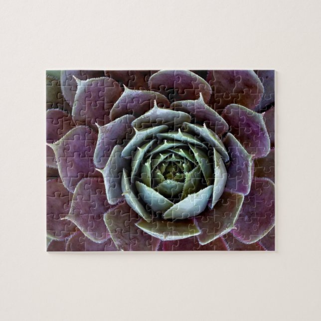 Purple Succulent Close-Up Jigsaw Puzzle (Horizontal)