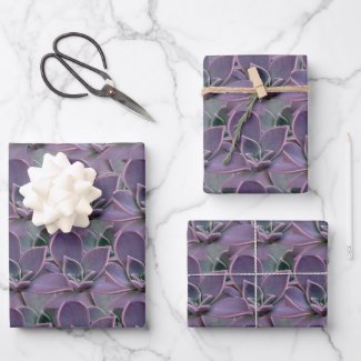 Purple Succulent