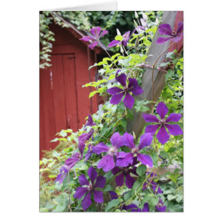 Purple Summer Haze Cards