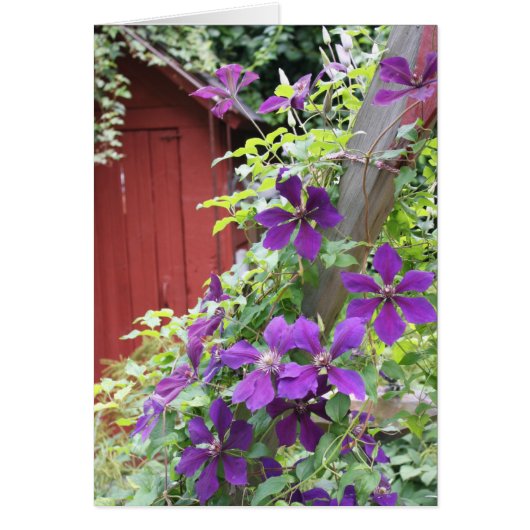 Purple Summer Haze Cards (Front)
