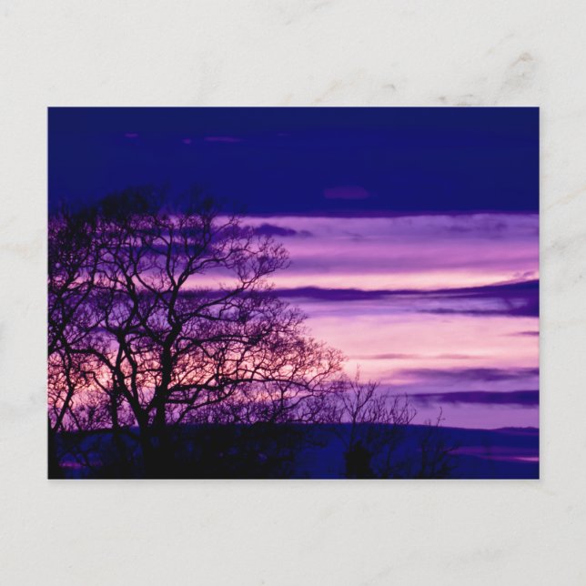 Purple Sunset Tree Silhouette art postcard (Front)