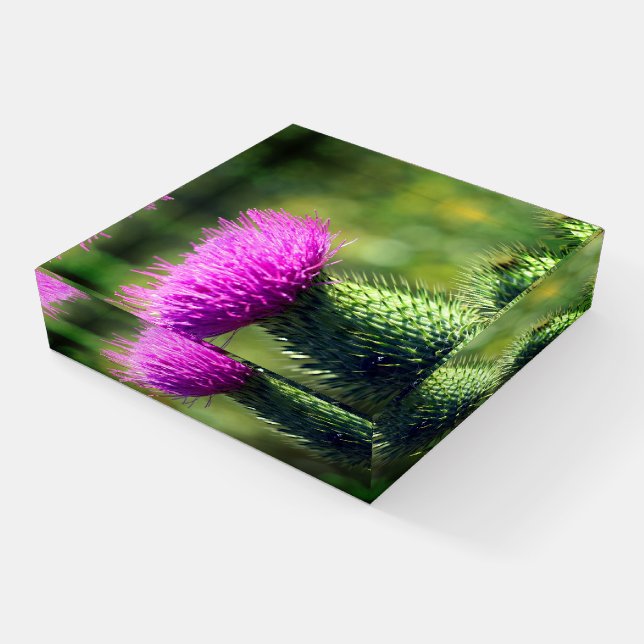 Purple Thistle Flower Close Up  Paperweight (Angled)