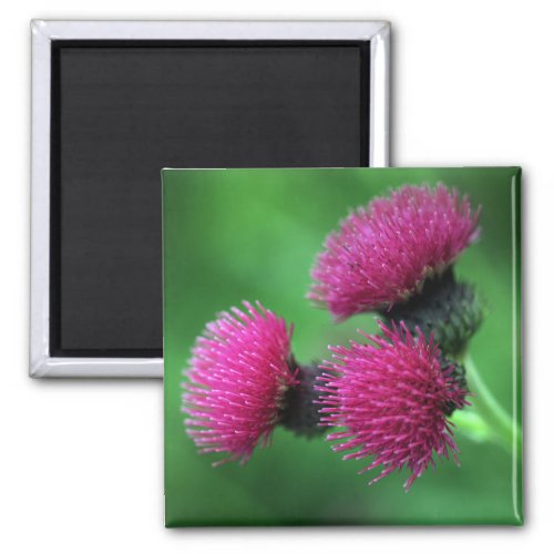 Purple thistle flower Magnet