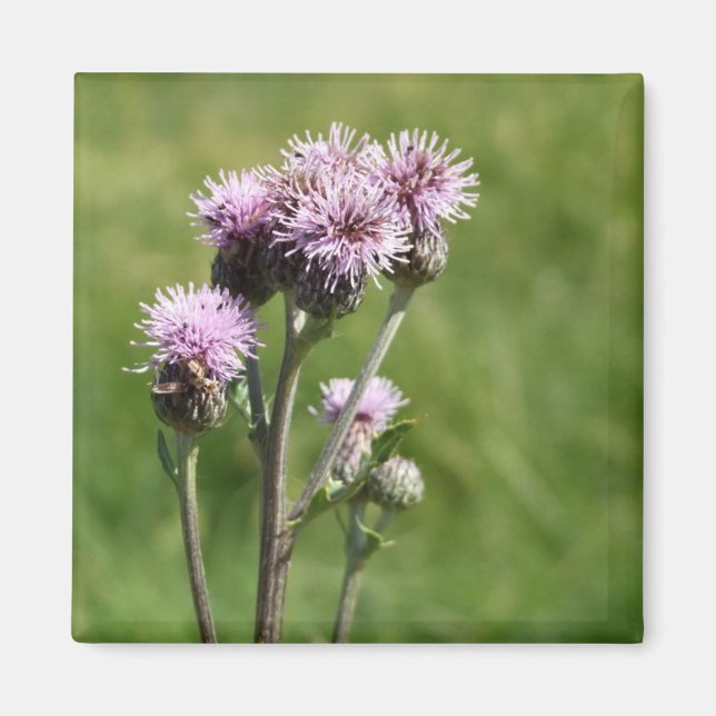Purple Thistle Flower Photo Magnet (Front)