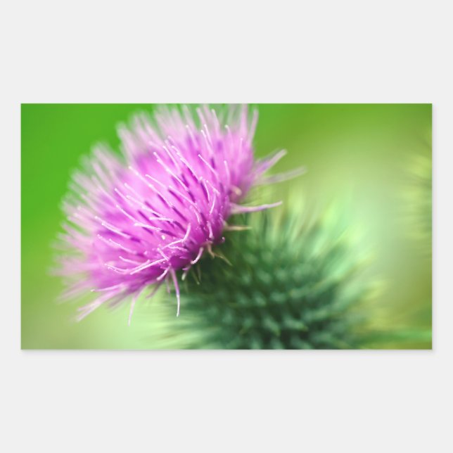 Purple thistle flower Sticker (Front)