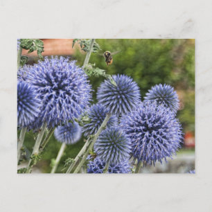 Purple Thistles and Bee in Brienz, Switzerland Postcard