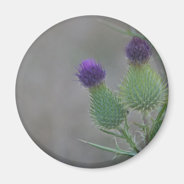Purple Thistles Magnet (Front)