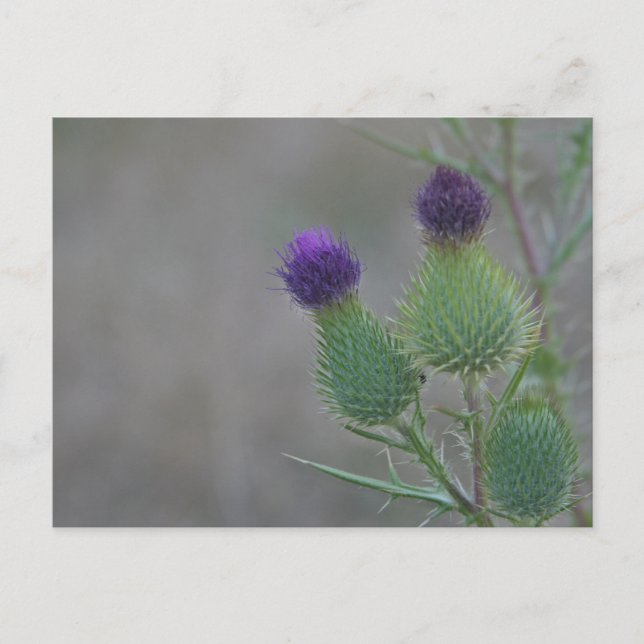 Purple Thistles Postcard (Front)