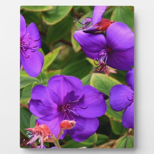 Purple Tibouchina Flowers Plaque