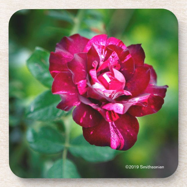 Purple Tiger Rose Beverage Coaster (Front)