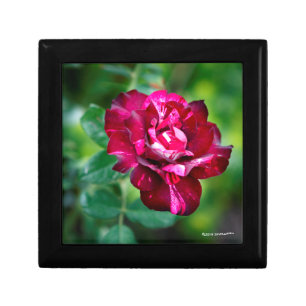 Purple Tiger Rose Gift Box