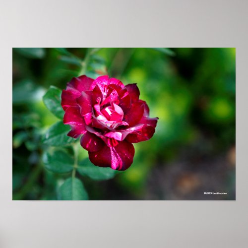 Purple Tiger Rose Poster