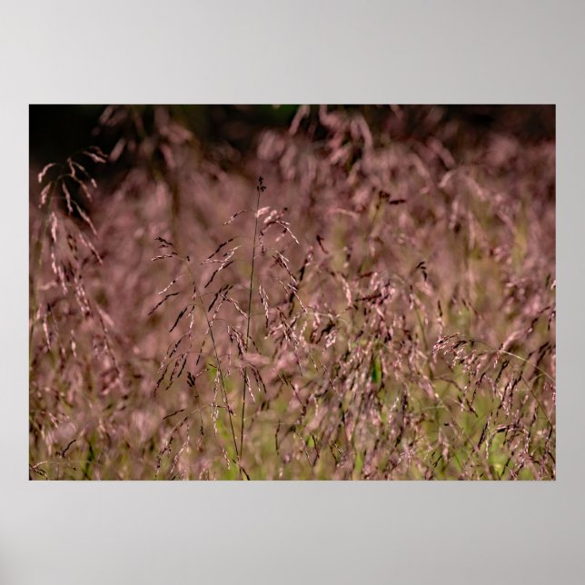 Purple Top Grass Poster (Front)