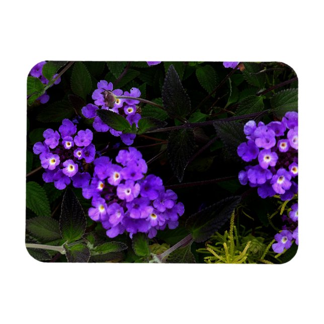 Purple Trailing Lantana #1 Magnet (Horizontal)