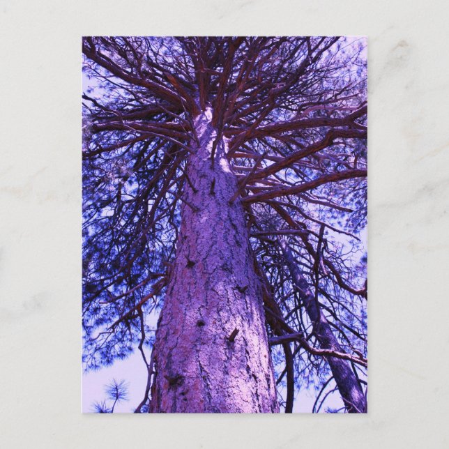 Purple Tree Postcard (Front)