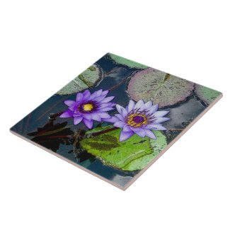 PURPLE TROPICAL WATER LILIES AMID LILY PADS
