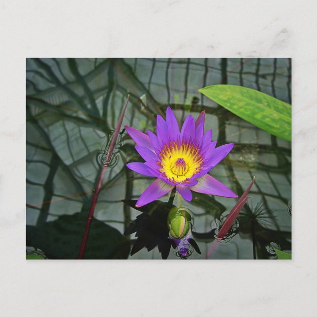 Purple Tropical Water Lily Postcard (Front)