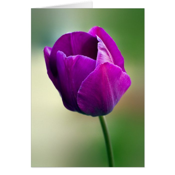 Purple Tulip Card