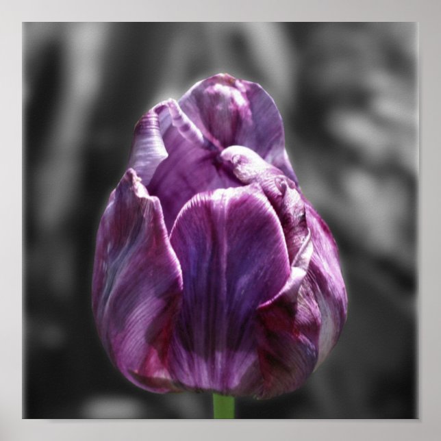 Purple Tulip Flower Partial Color Poster (Front)