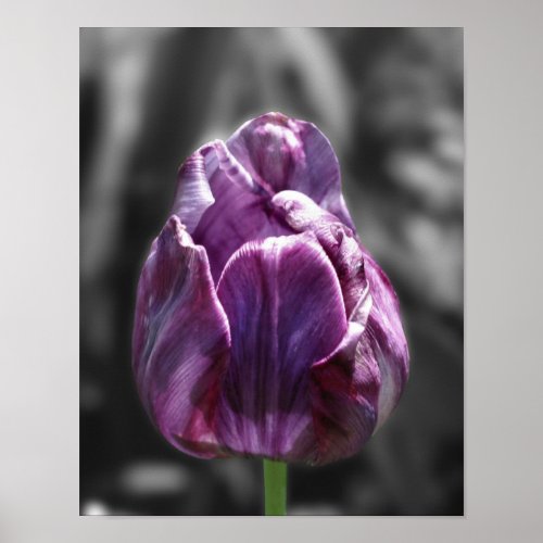 Purple Tulip Flower Partial Color Poster