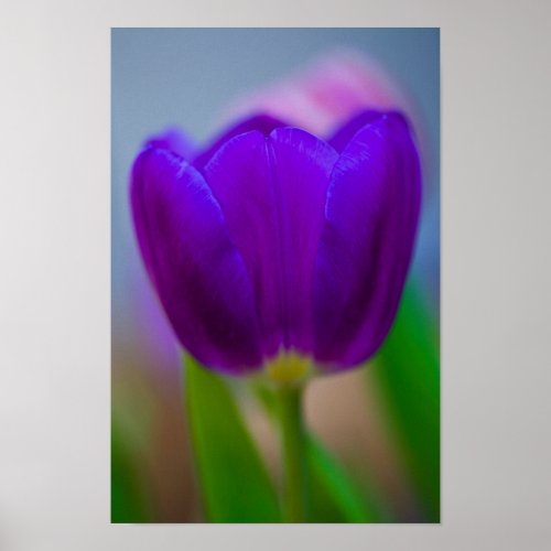 Purple tulip flower Poster