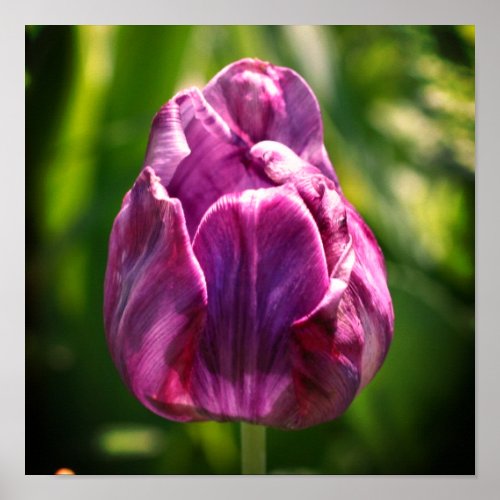 Purple Tulip Flower   Poster