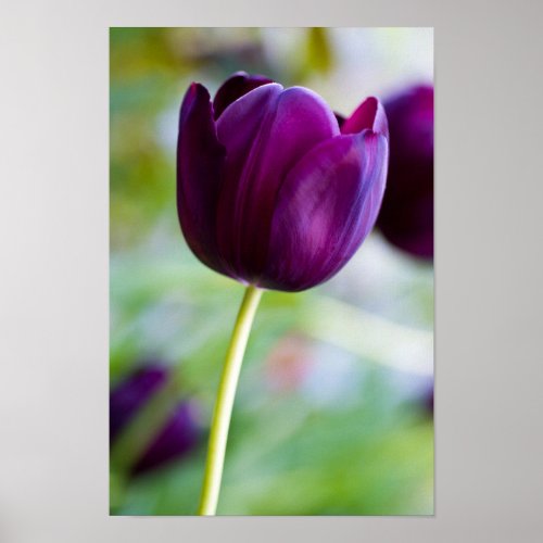 Purple tulip flower Poster