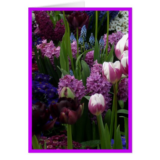 Purple Tulip Hyacinths Cards (Front)
