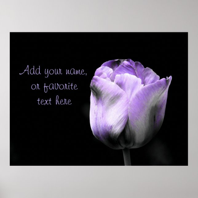 Purple Tulip- Personalize or Customize Poster (Front)