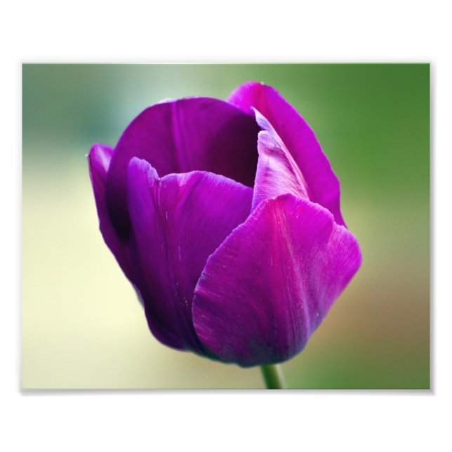 Purple Tulip Photo Print (Front)