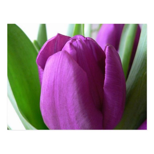 Purple Tulip Postcard