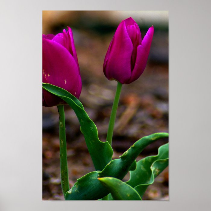 Purple Tulip Poster