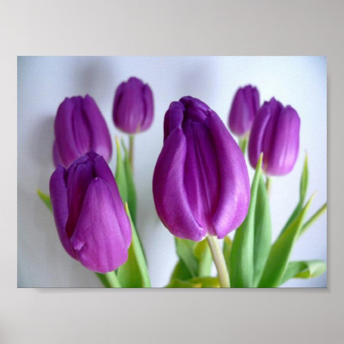 Purple Tulip Poster