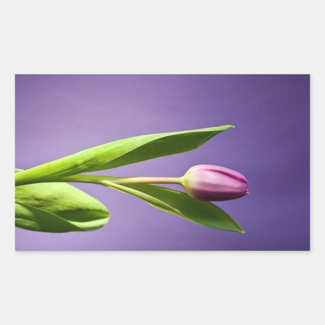 Purple tulip rectangular sticker (Front)