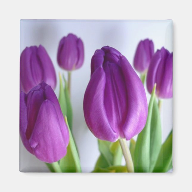 Purple Tulip Spring Magnet (Front)