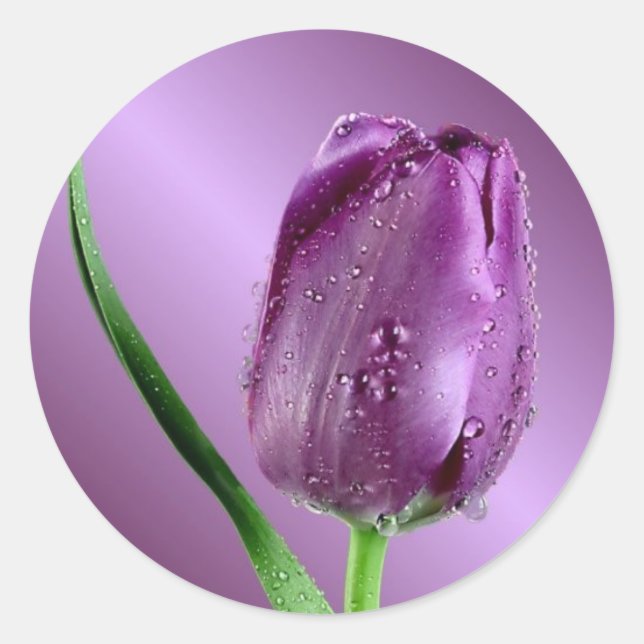 purple tulip with raindrops classic round sticker (Front)