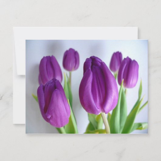 Purple Tulips (Front)