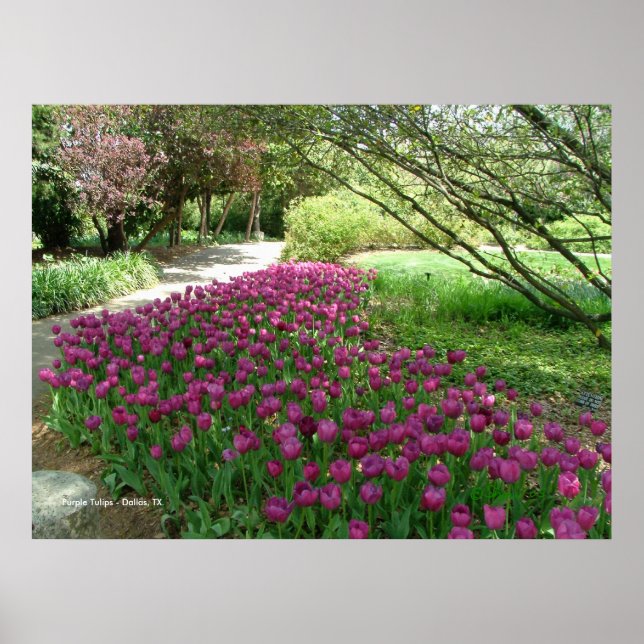 Purple Tulips (3033) Poster (Front)
