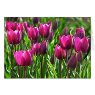 Purple Tulips Cards